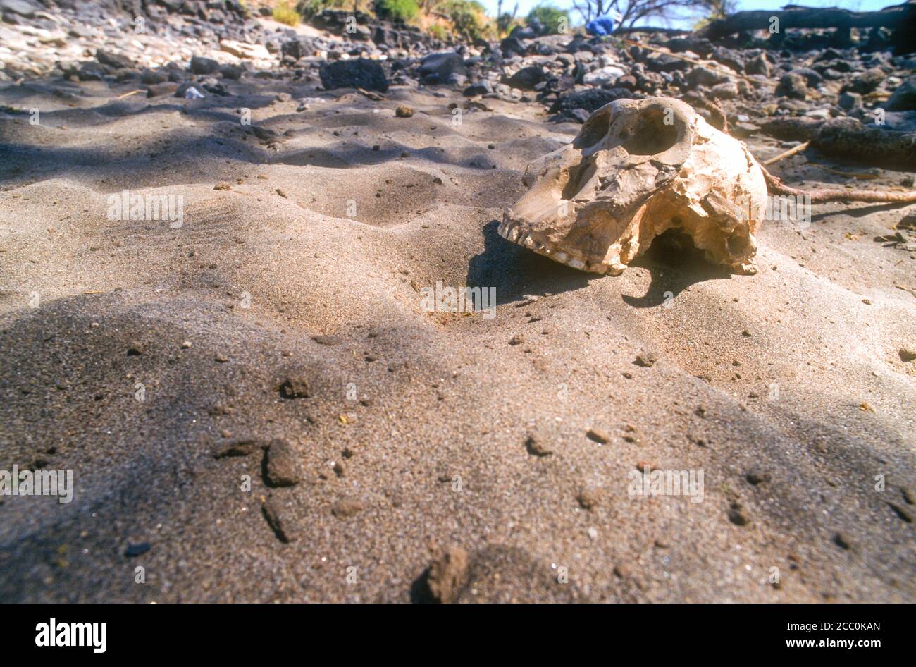 Skull in Olduvai Gorge Tanzania Stock Photo