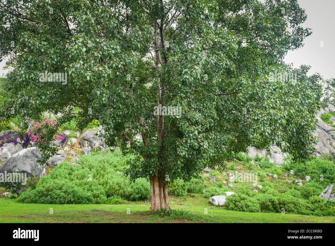 bodhi tree and green bodhi leaf with sunlight at temple thailand / Tree