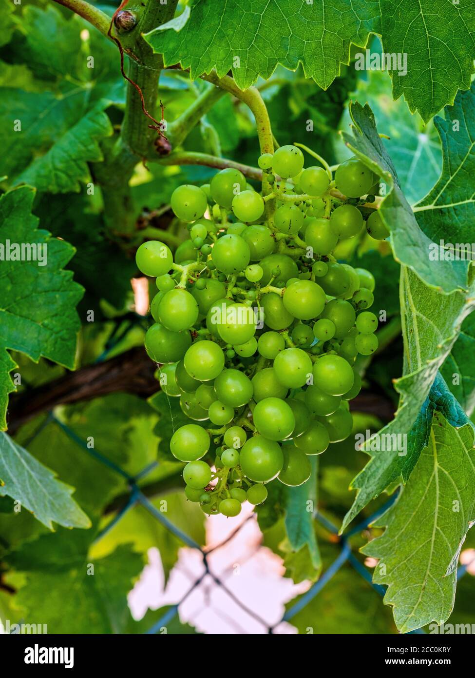 Green vines at Navarra close up image Stock Photo