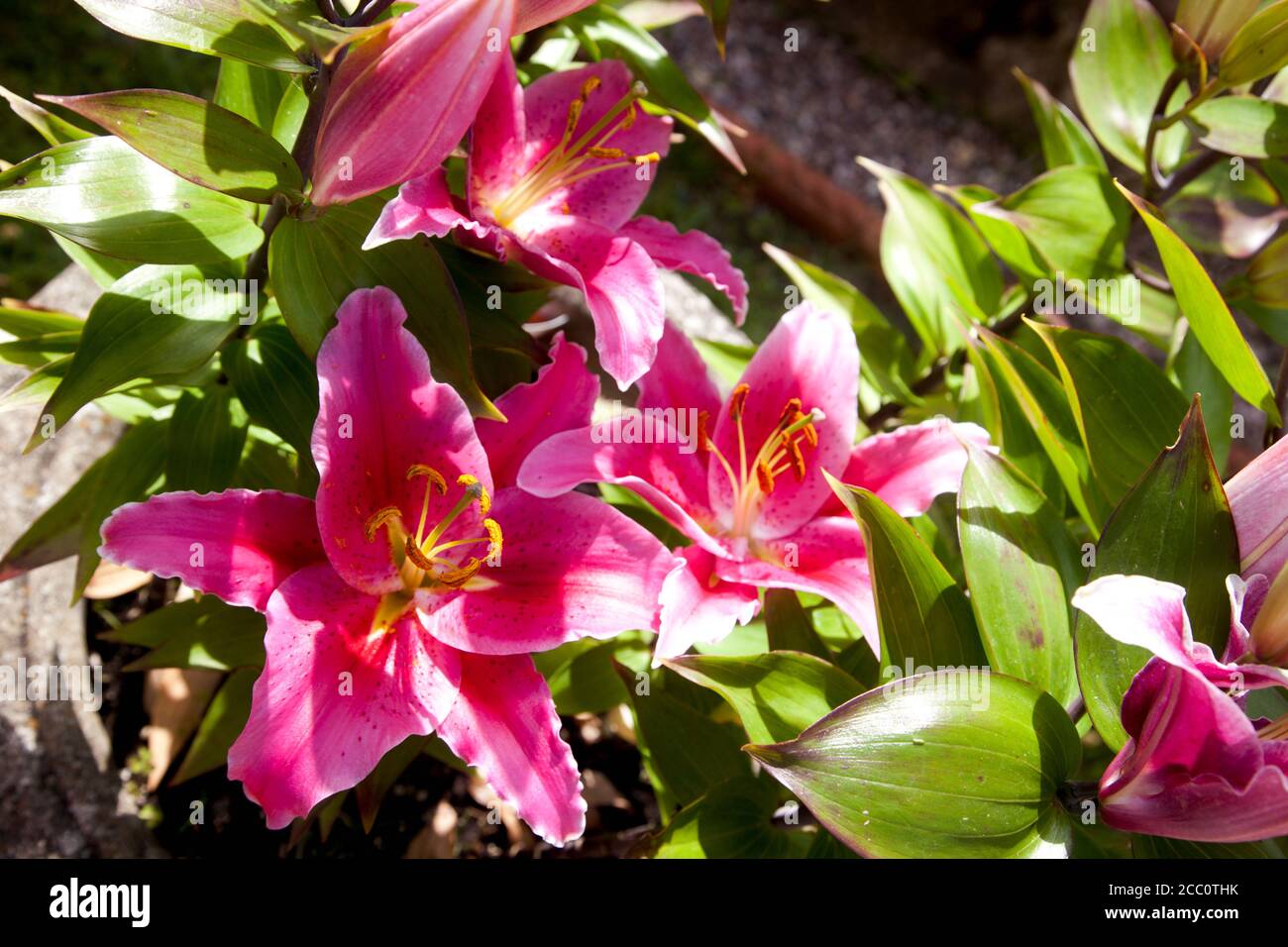 Close up of pink Lilies Stock Photo