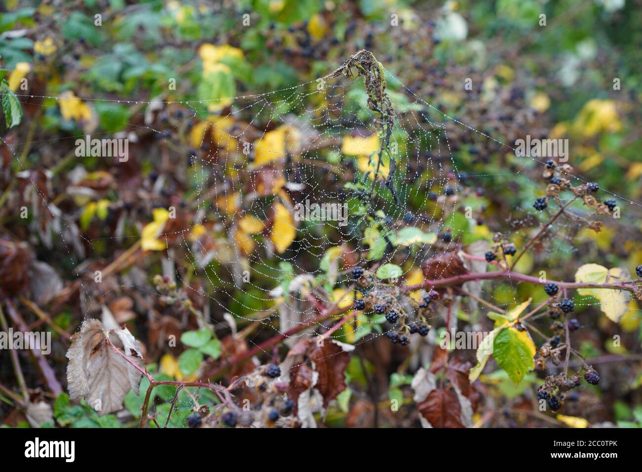 Dew on Spider web infront of Blackberries Stock Photo