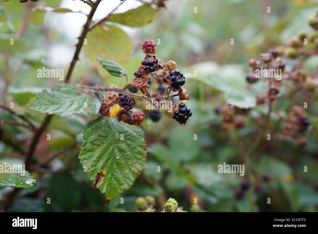 Blackberrys, Juice and leaves. Stock Photo