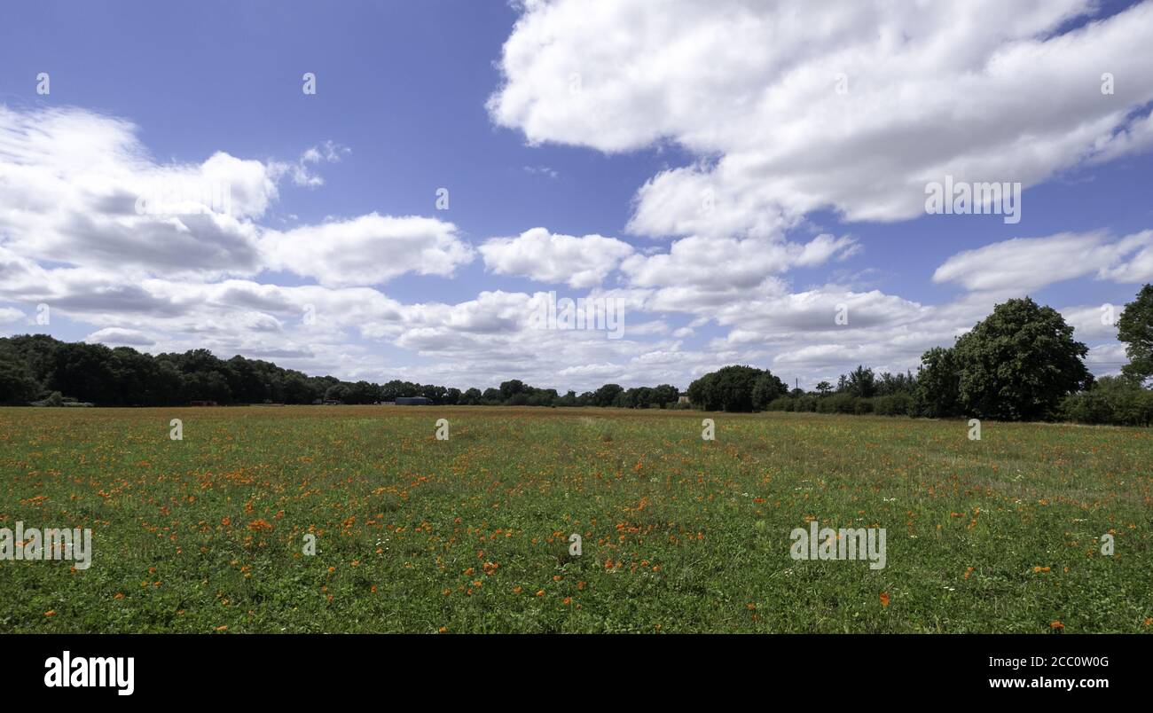 Landscape shot of a field of red poppies under the blue cloudy sky ...