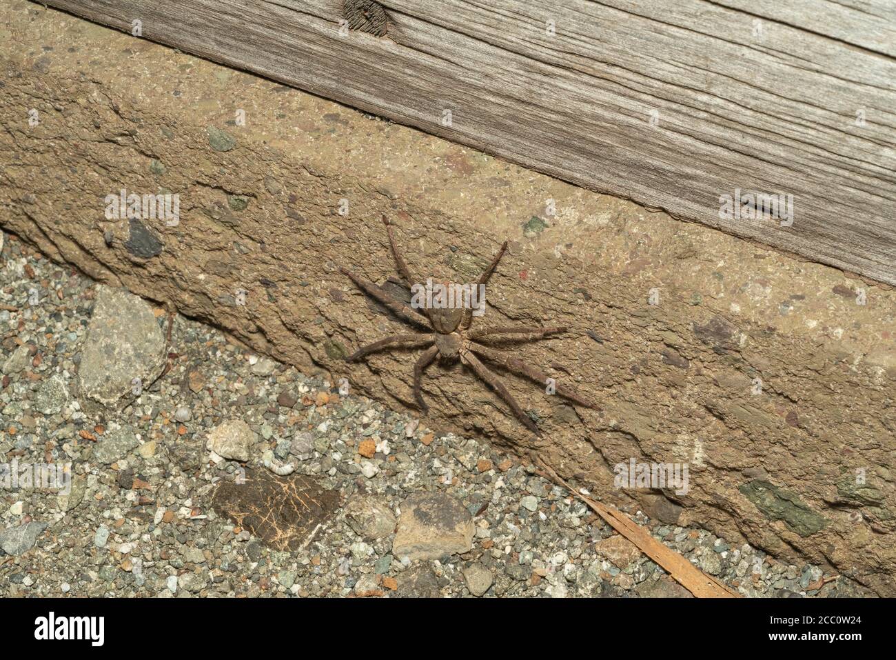 Huntsman spider (Heteropoda venatoria), Isehara City, Kanagawa Prefecture, Japan Stock Photo