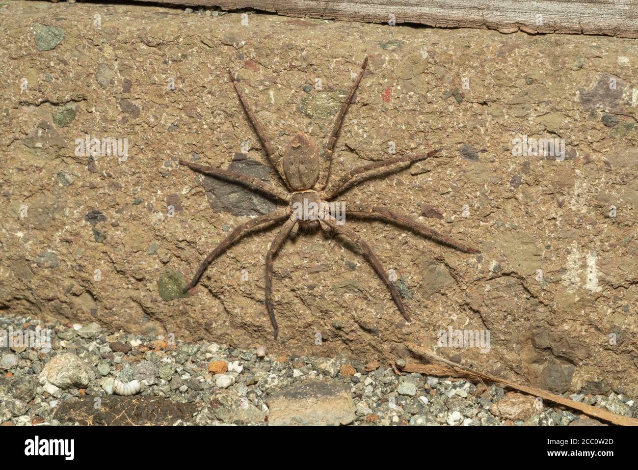 Huntsman spider (Heteropoda venatoria), Isehara City, Kanagawa Prefecture, Japan Stock Photo