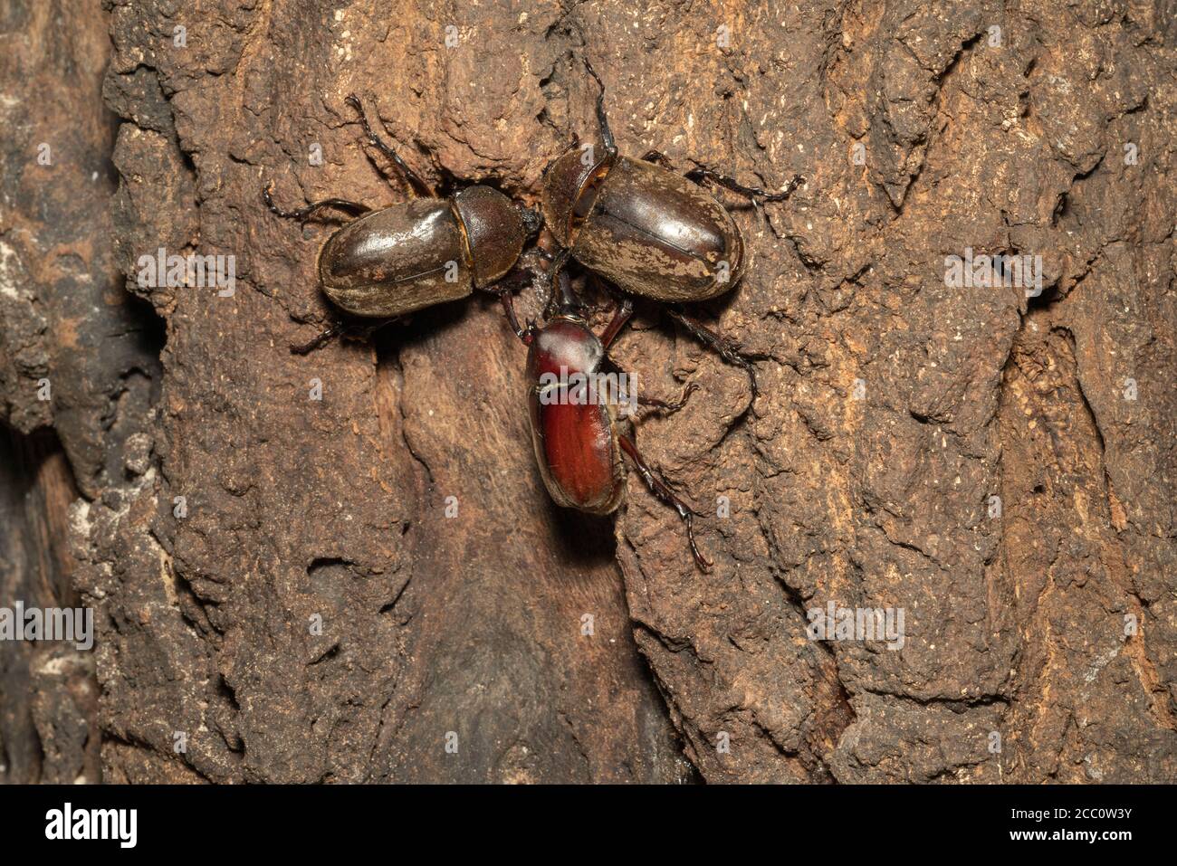 Female and male Japanese rhinoceros beetle (kabutomushi) feeding sap of