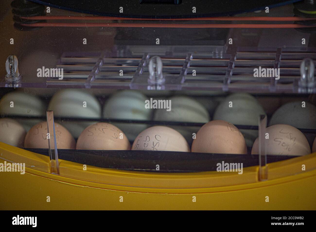 hen eggs in an incubator Stock Photo