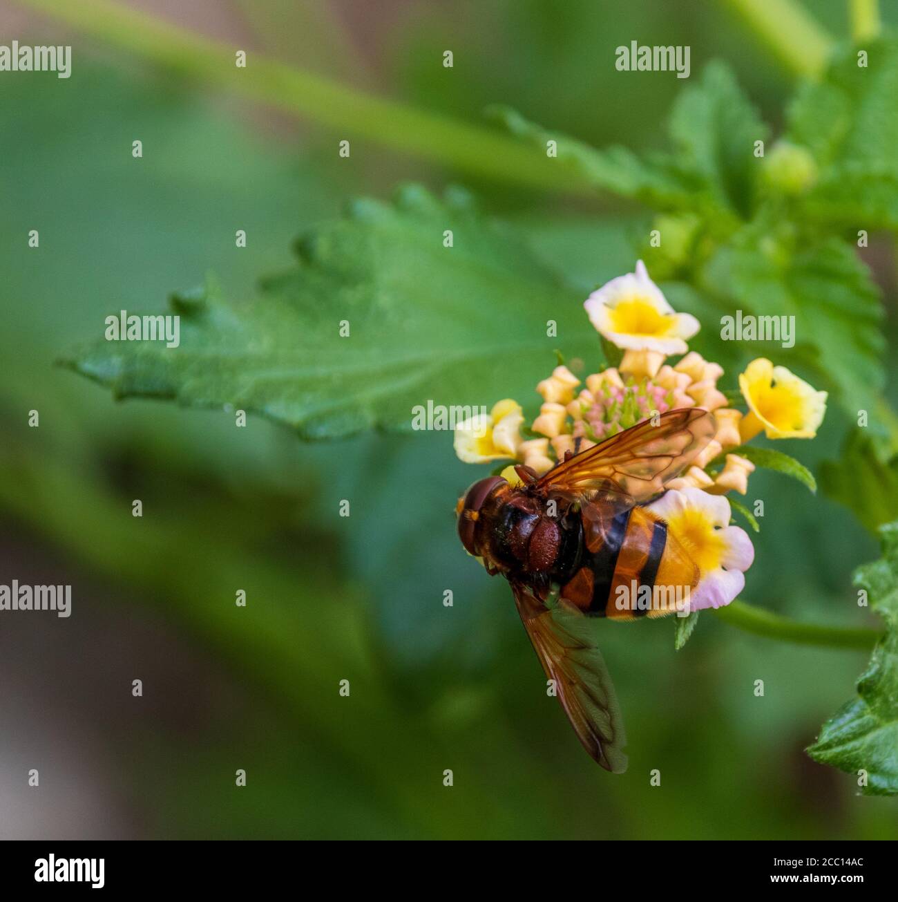 Volucella zonaria, Hornet Mimic Hoverfly feeding on a Lantana Plant Stock Photo