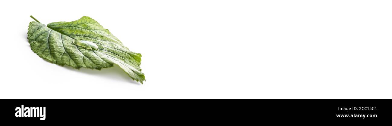 Water drops on green leave isolated on white. Enviromental panoramic banner Stock Photo