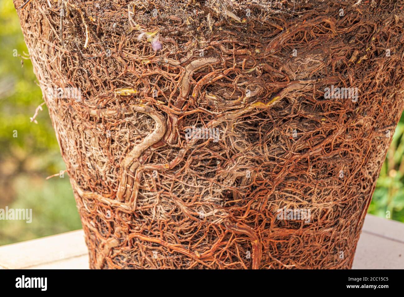Pot Bound Plant Stock Photo Alamy