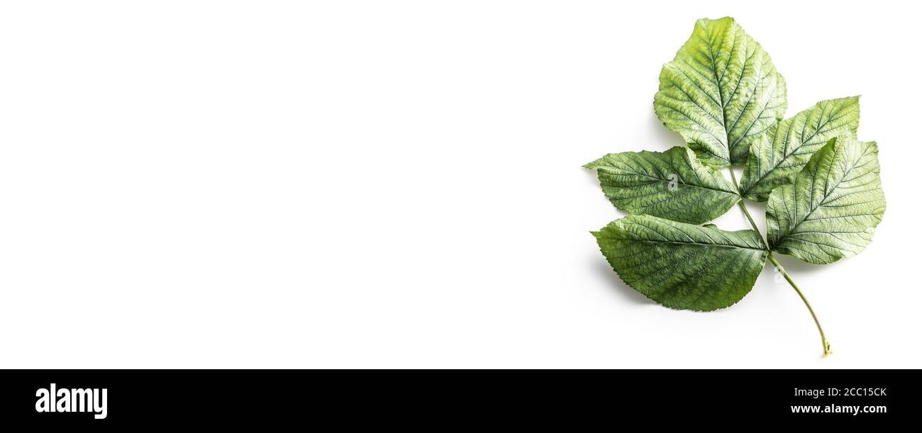 Twig with green leaves leaves isolated on white background. Stock Photo