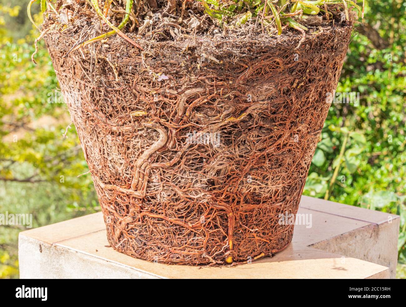 Pot Bound Plant Stock Photo Alamy