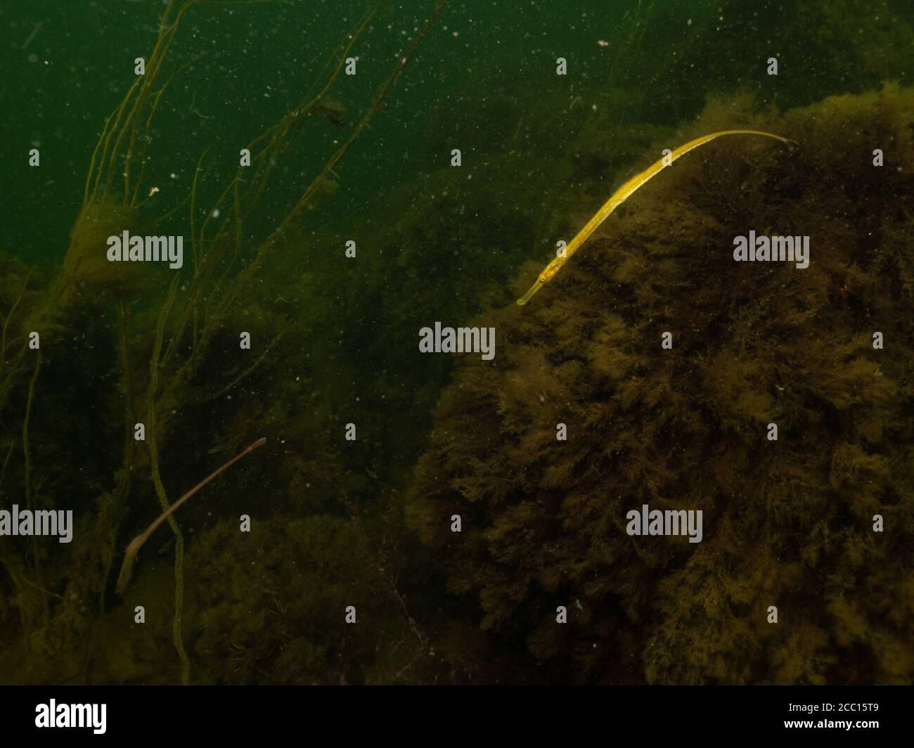 Closeup picture of a Straightnose pipefish, Nerophis ophidion. Picture from Oresund, Malmo, southern Sweden Stock Photo