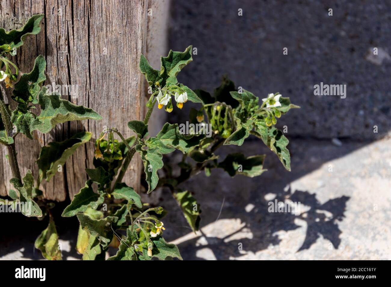 Solanum nigrum,  Black Nightshade Plant in Flower Stock Photo
