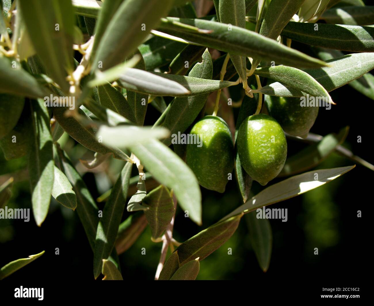 green olives hanging on the branch Stock Photo - Alamy
