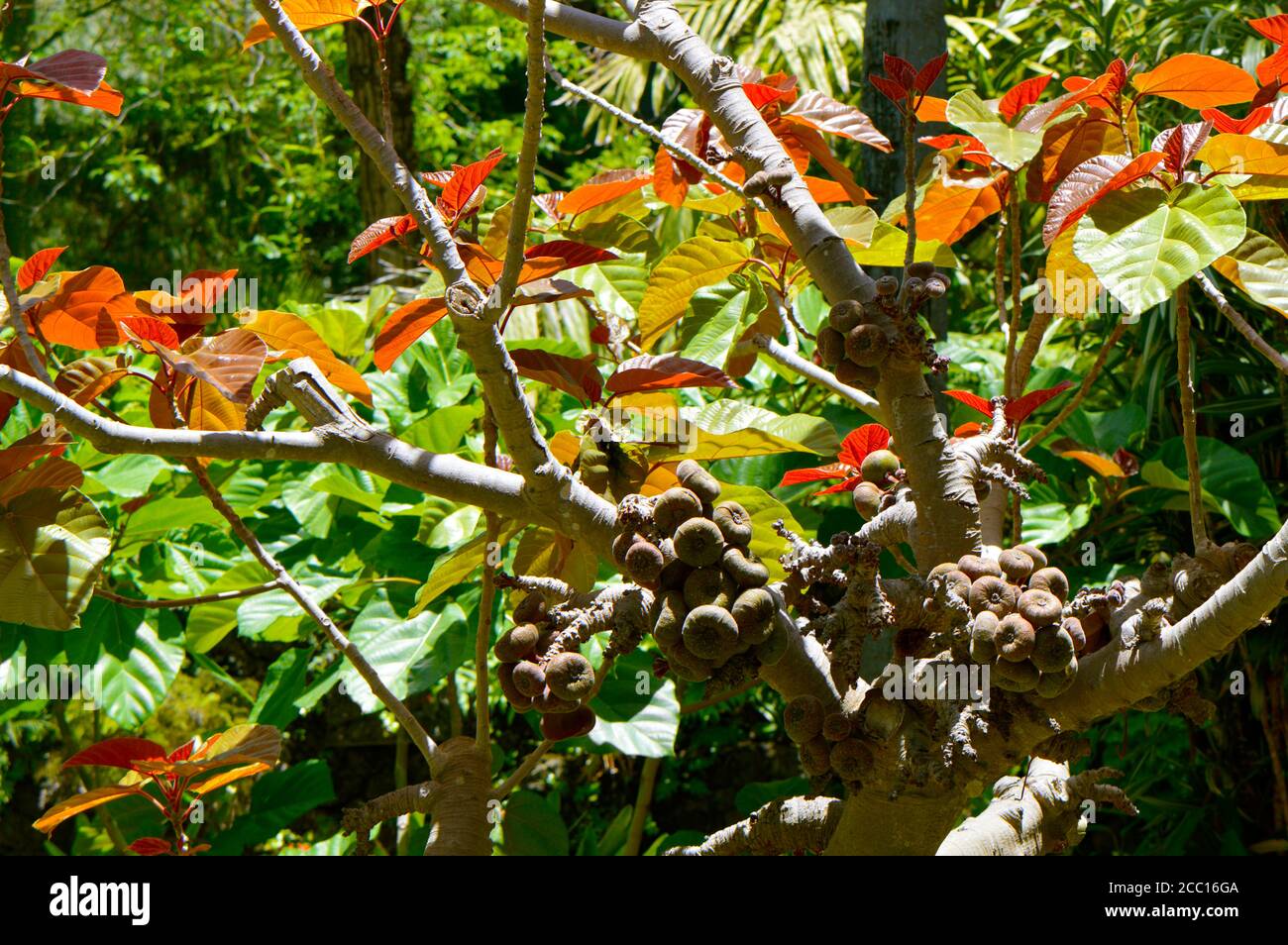 Roxburgh fig Latin name Ficus auriculata autumn leaves and fruit Stock Photo