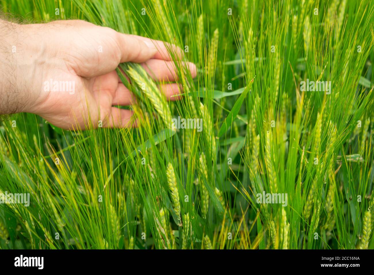Human growth hi-res stock photography and images - Alamy