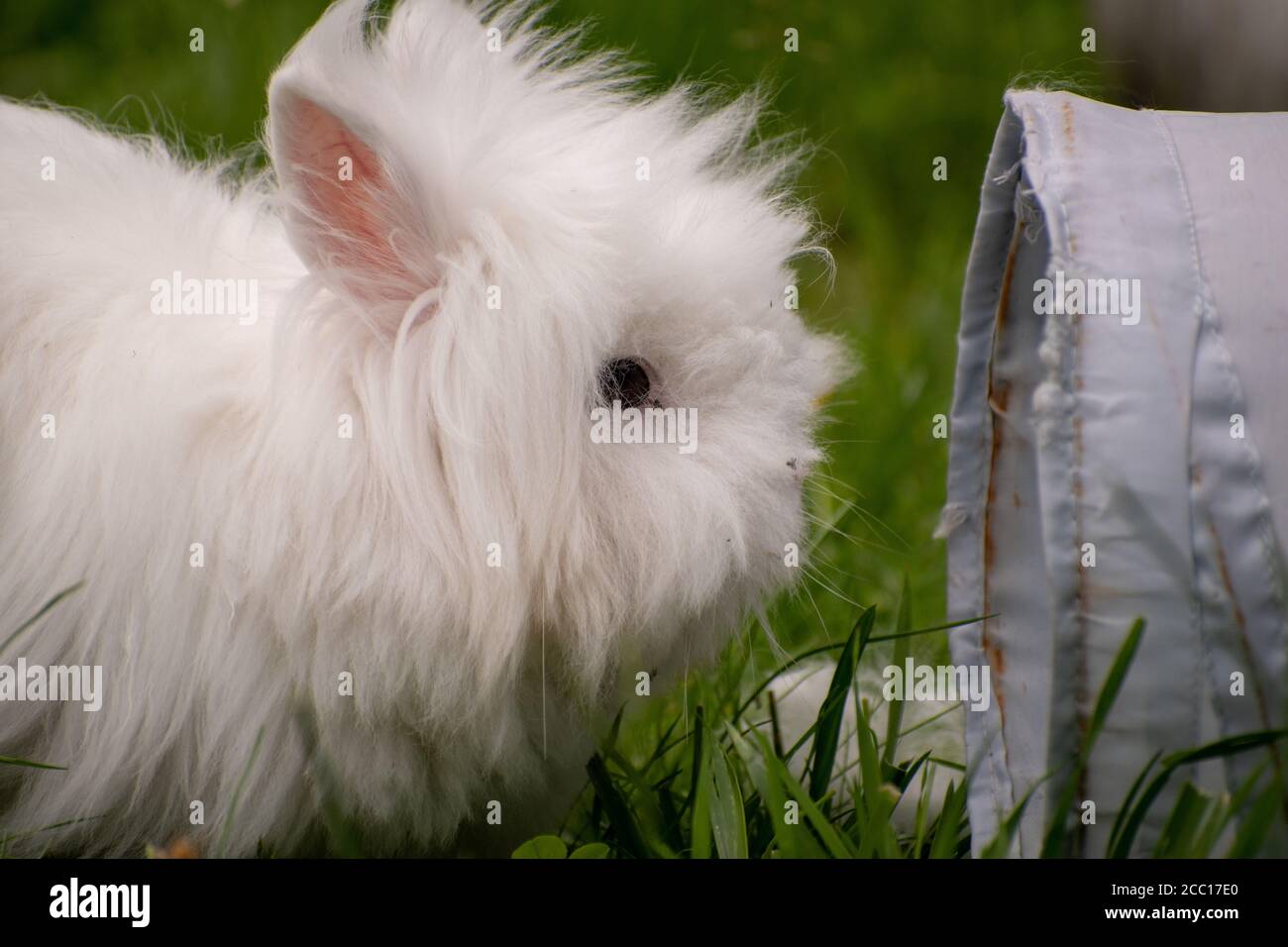 Selective focus shot of a cute little bunny Stock Photo - Alamy