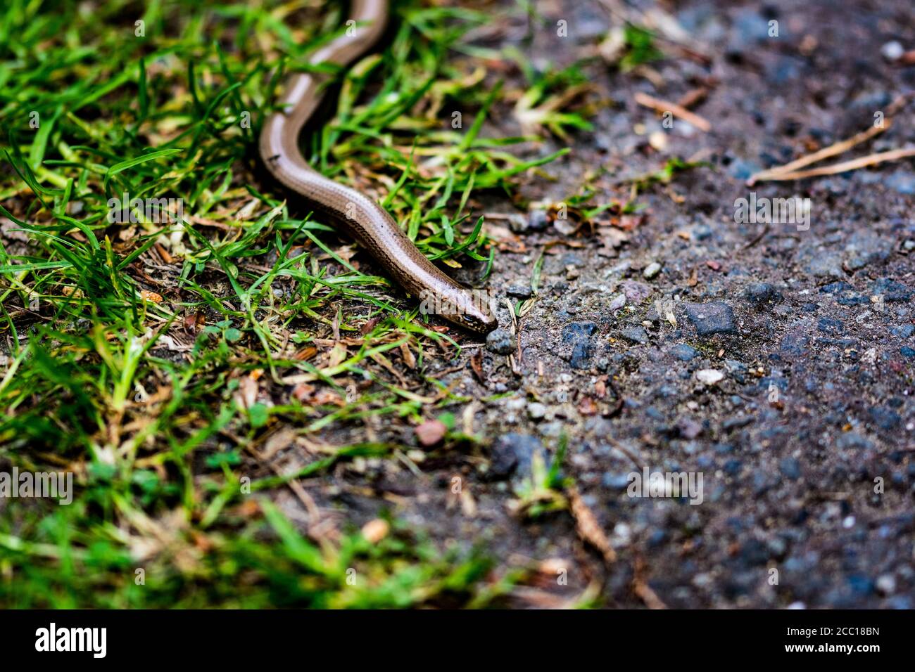 High angle shot of a worm in the woods Stock Photo