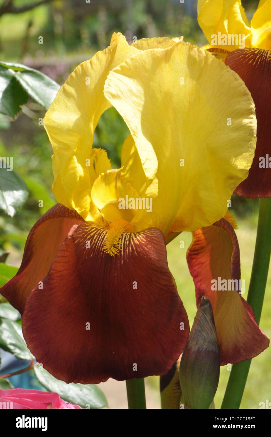 France, Brittany, Taupont, large plant of a yellow and red iris, perennial rhizome plant which