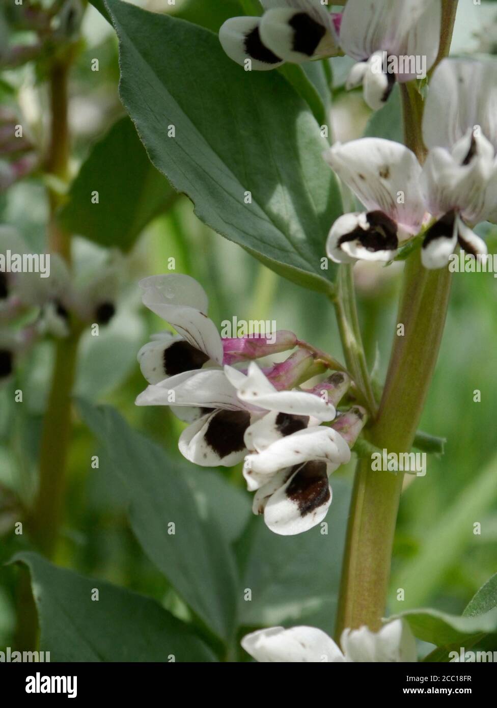 Brittany Bean High Resolution Stock Photography and Images - Alamy