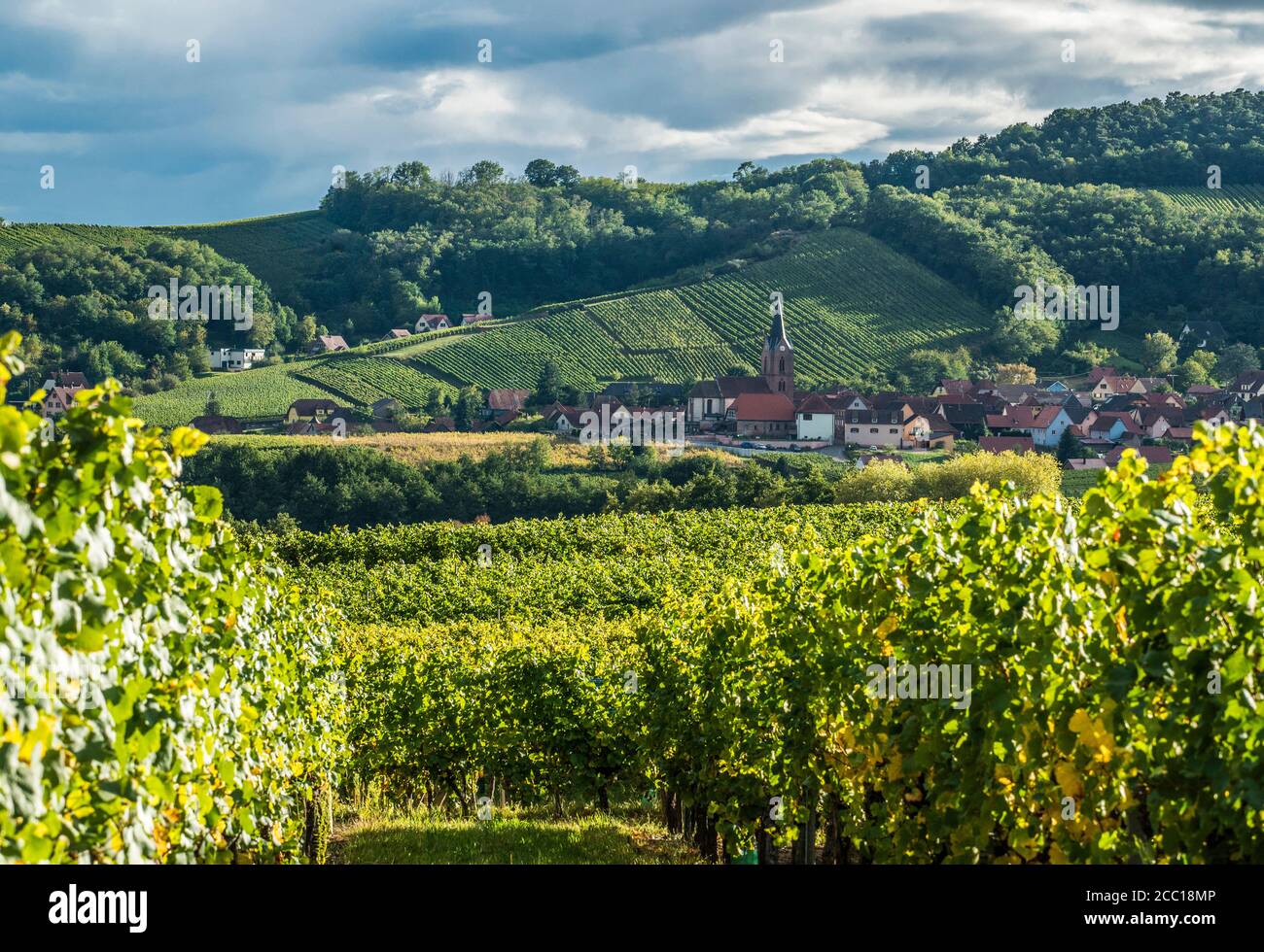 France, Alsace, Wine Route, vineyard and village of Rodern Stock Photo ...