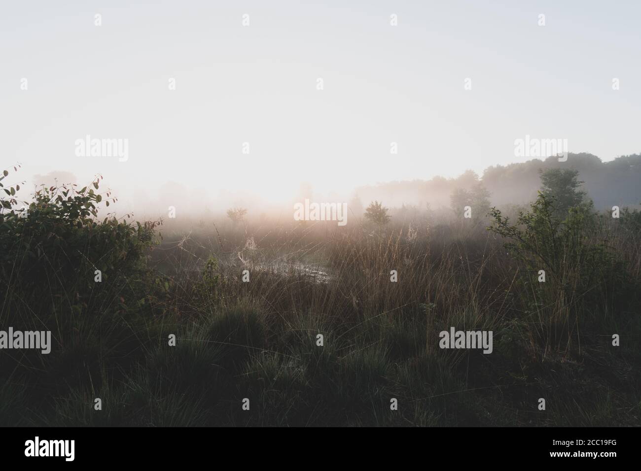 Light and fog lawn hi-res stock photography and images - Alamy
