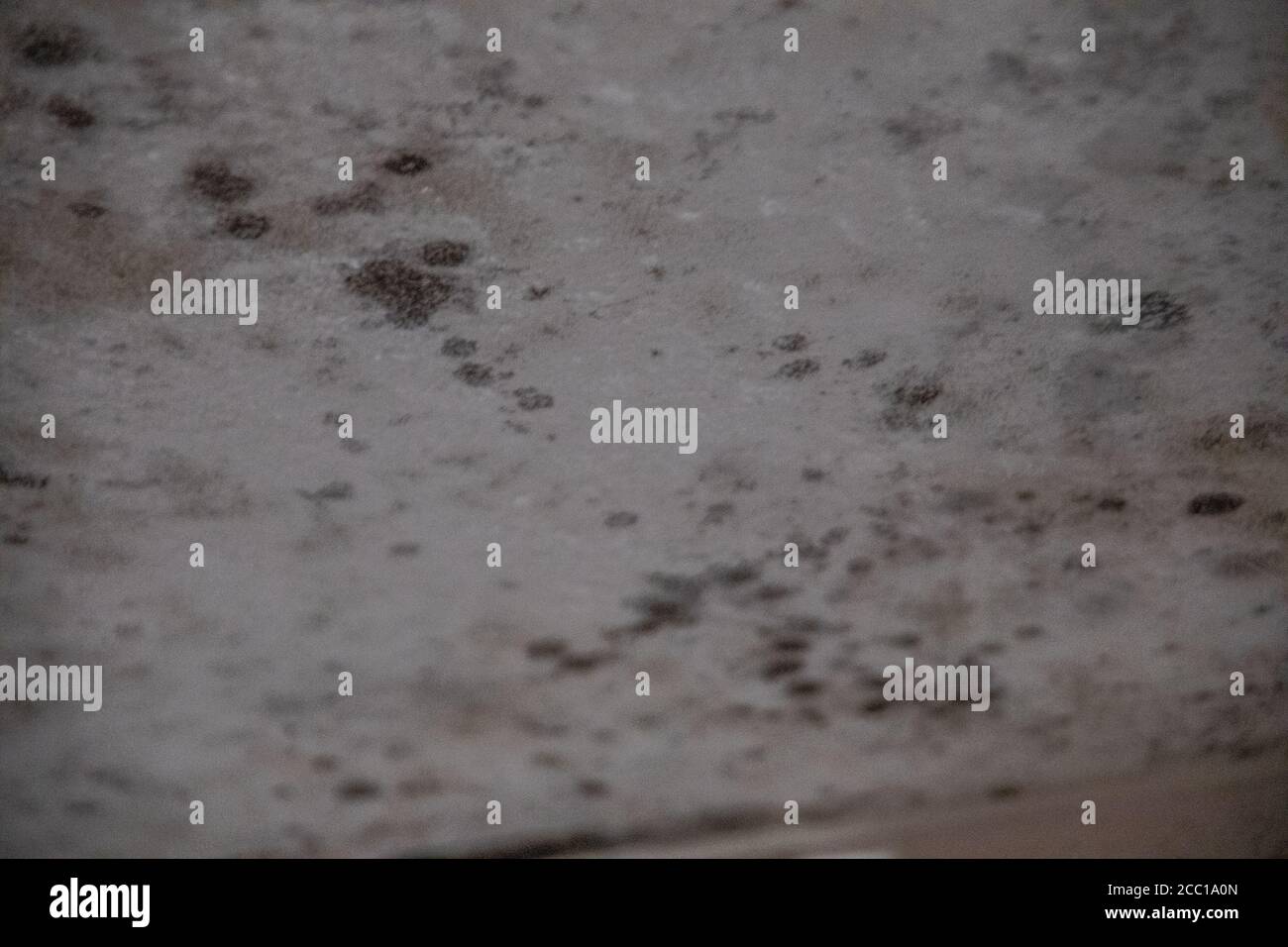 dangerous black mold on the house walls Stock Photo Alamy