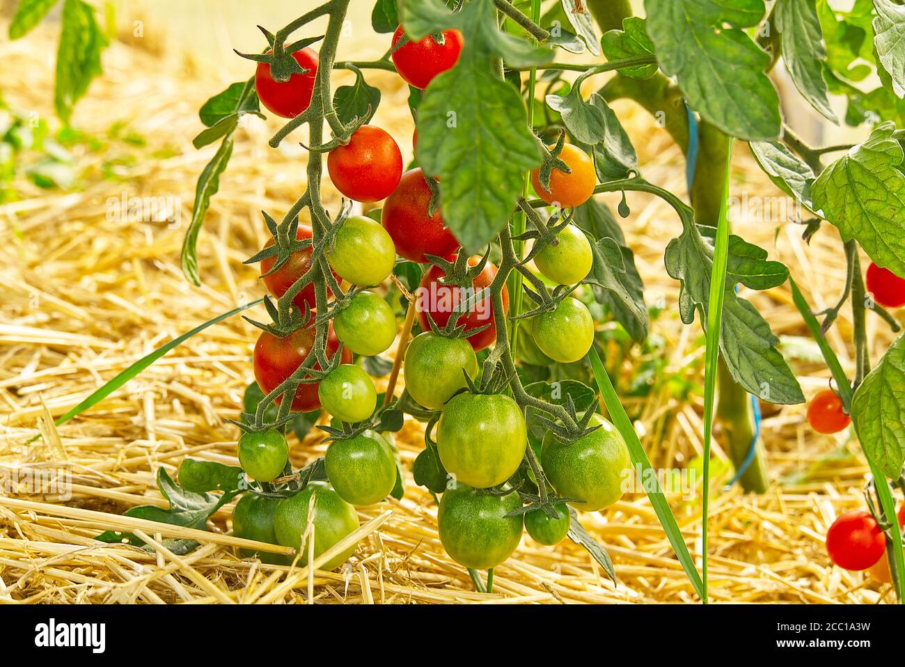 organic tomatoes in a greenhouse. Ripe tomatoes ready to pick in a greenhouse. growing tomatoes