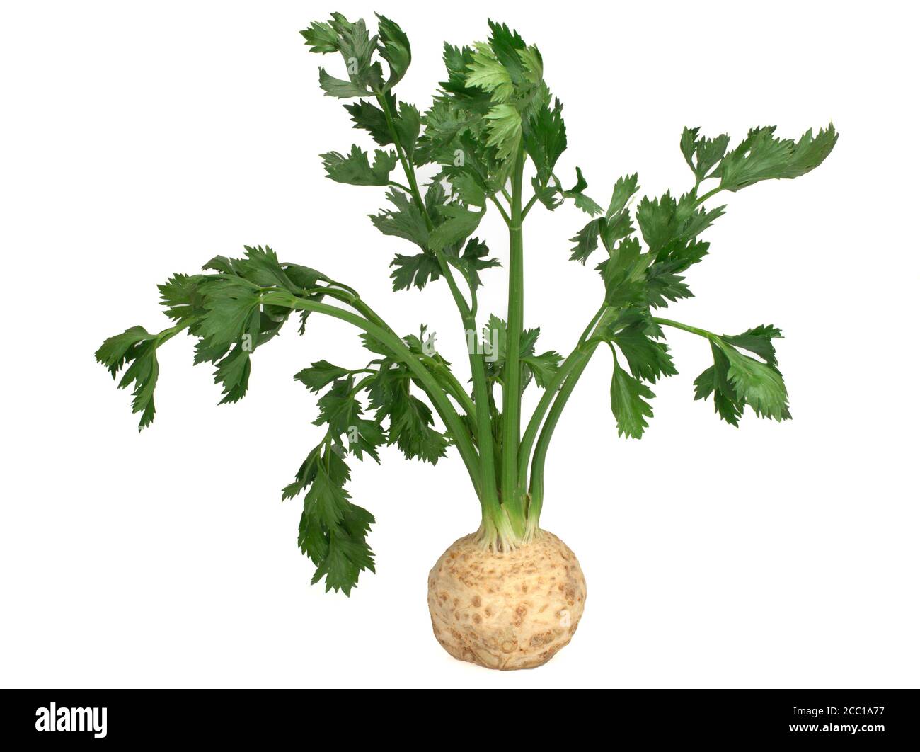 Fresh celery root with leaf isolated on white background Stock Photo