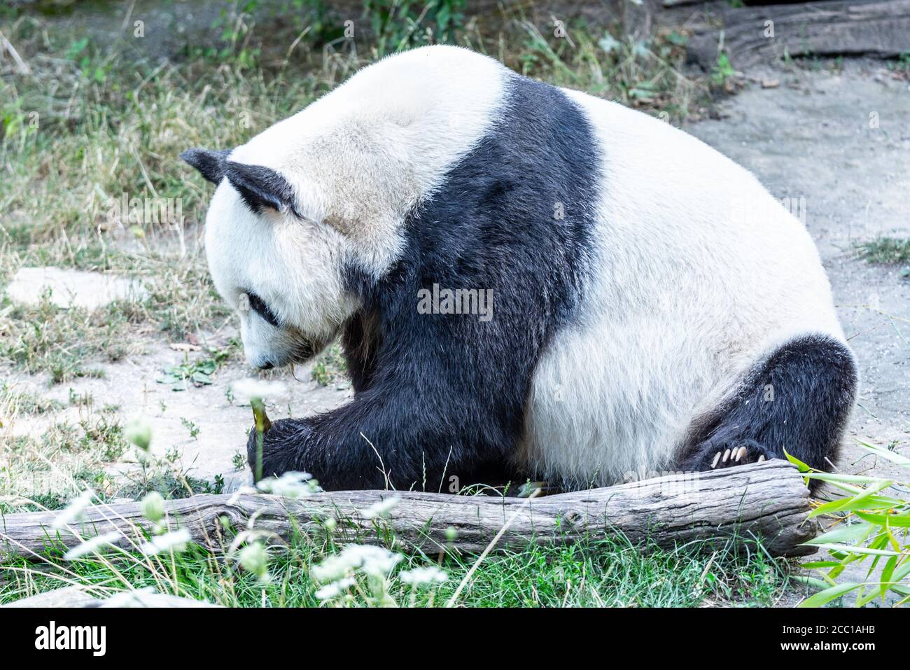 Giant Panda eating bamboo sprouts and sitting on the ground. Stock Photo