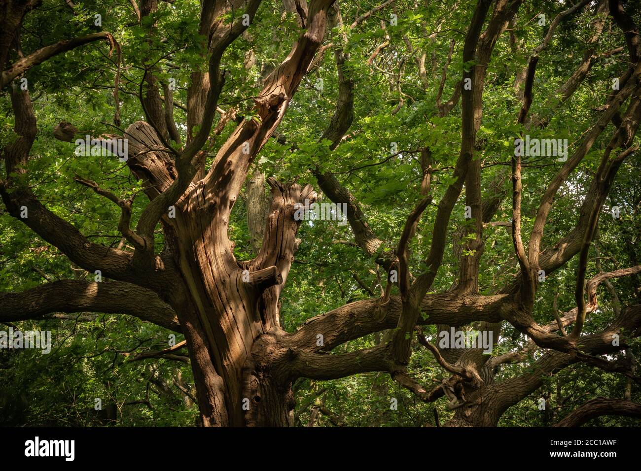Oak trees woodland tree canopy hi-res stock photography and images - Alamy