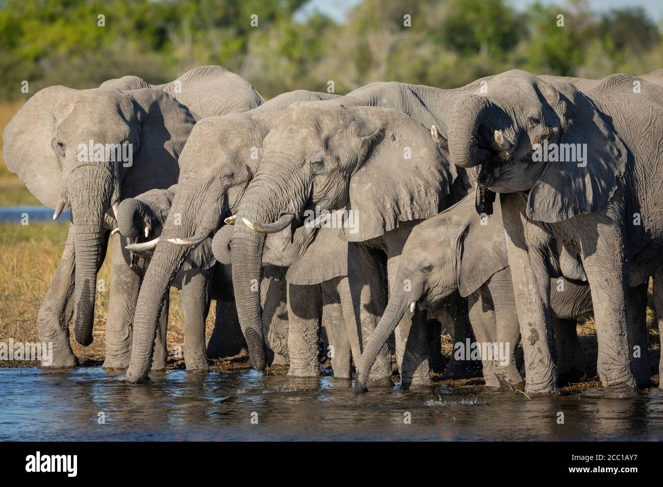 A very thirsty elephant family standing in line at the edge of river drinking water in warm yellow afternoon light in Moremi Okavango Delta Botswana Stock Photo