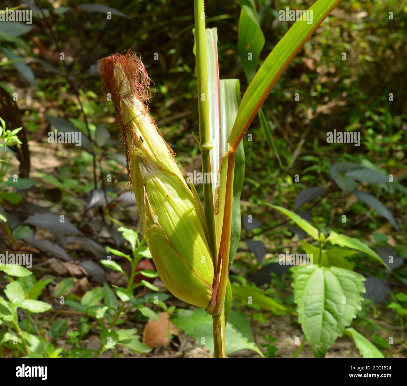 Corn is a starchy vegetable and cereal grain that has been eaten all
