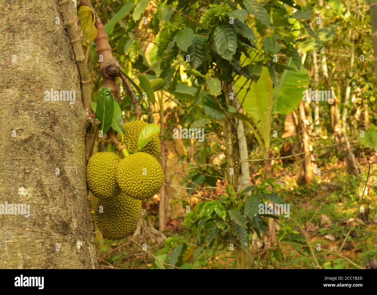 The jack tree is well-suited to tropical lowlands, and is widely cultivated throughout tropical regions of the world. It bears the largest fruit of al Stock Photo