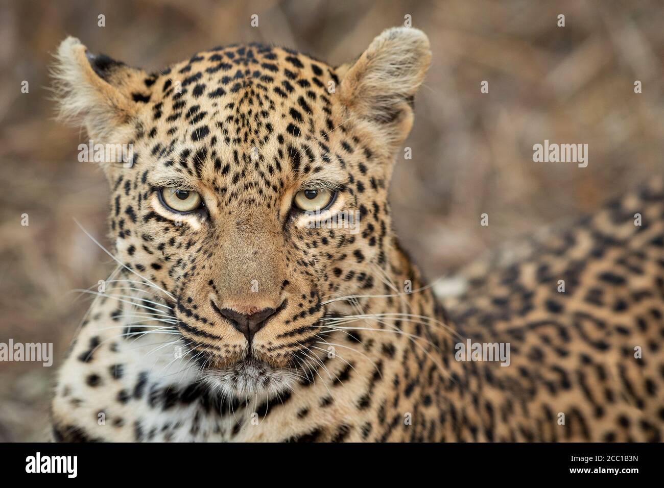 Head on portrait of leopard with beautiful eyes in Kruger Park South Africa Stock Photo