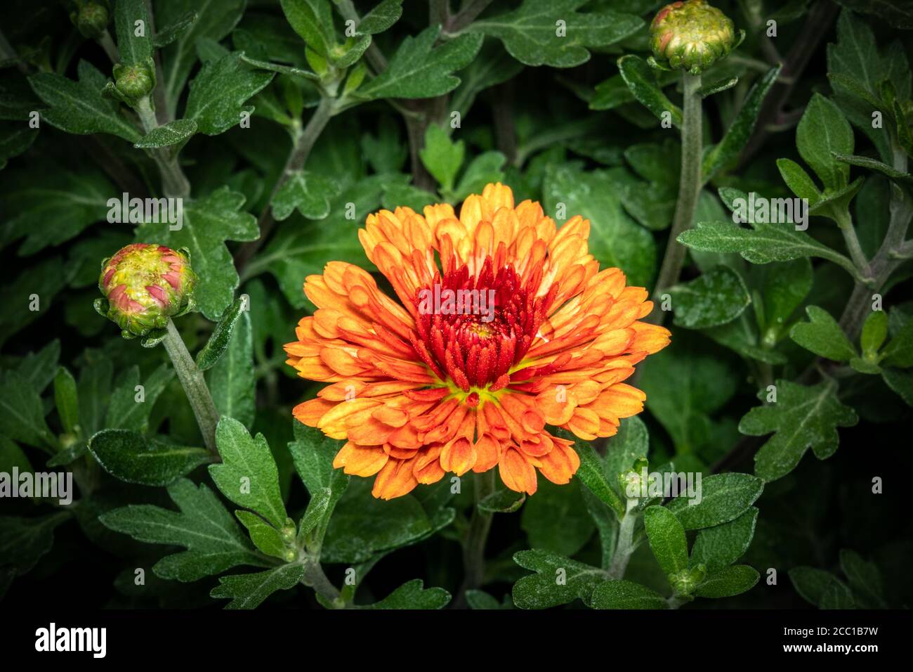 Chrysanthemum Orange (Asteraceae) Close-up view Stock Photo