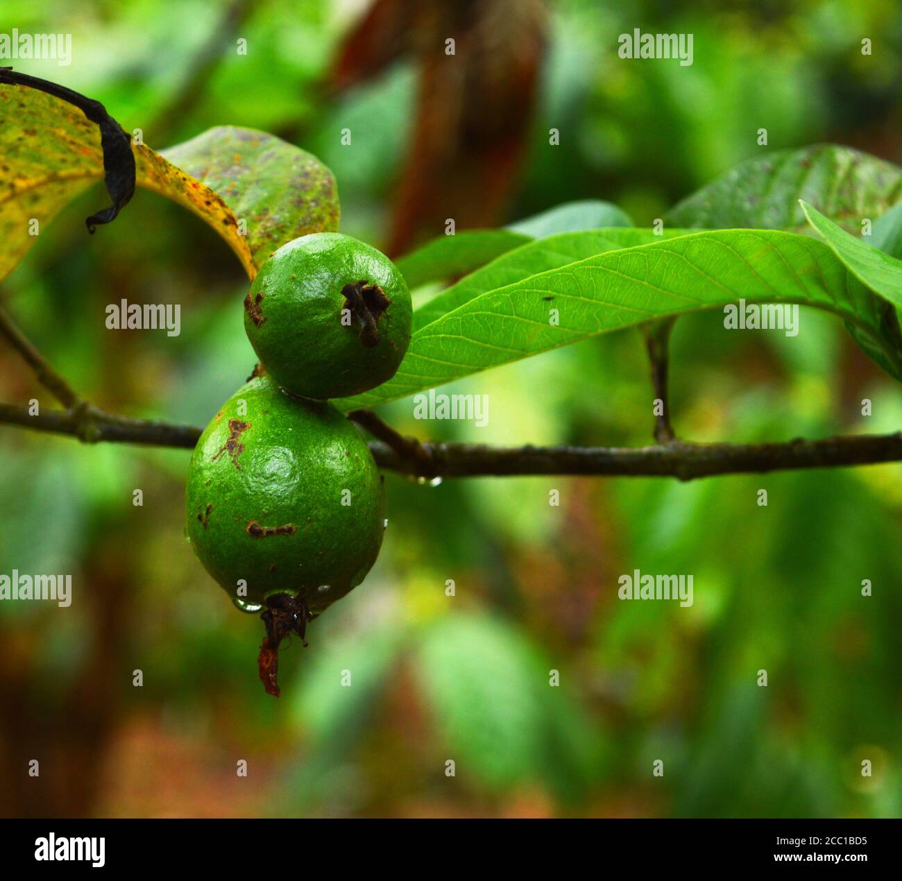 Guava is a common tropical fruit cultivated in many tropical and