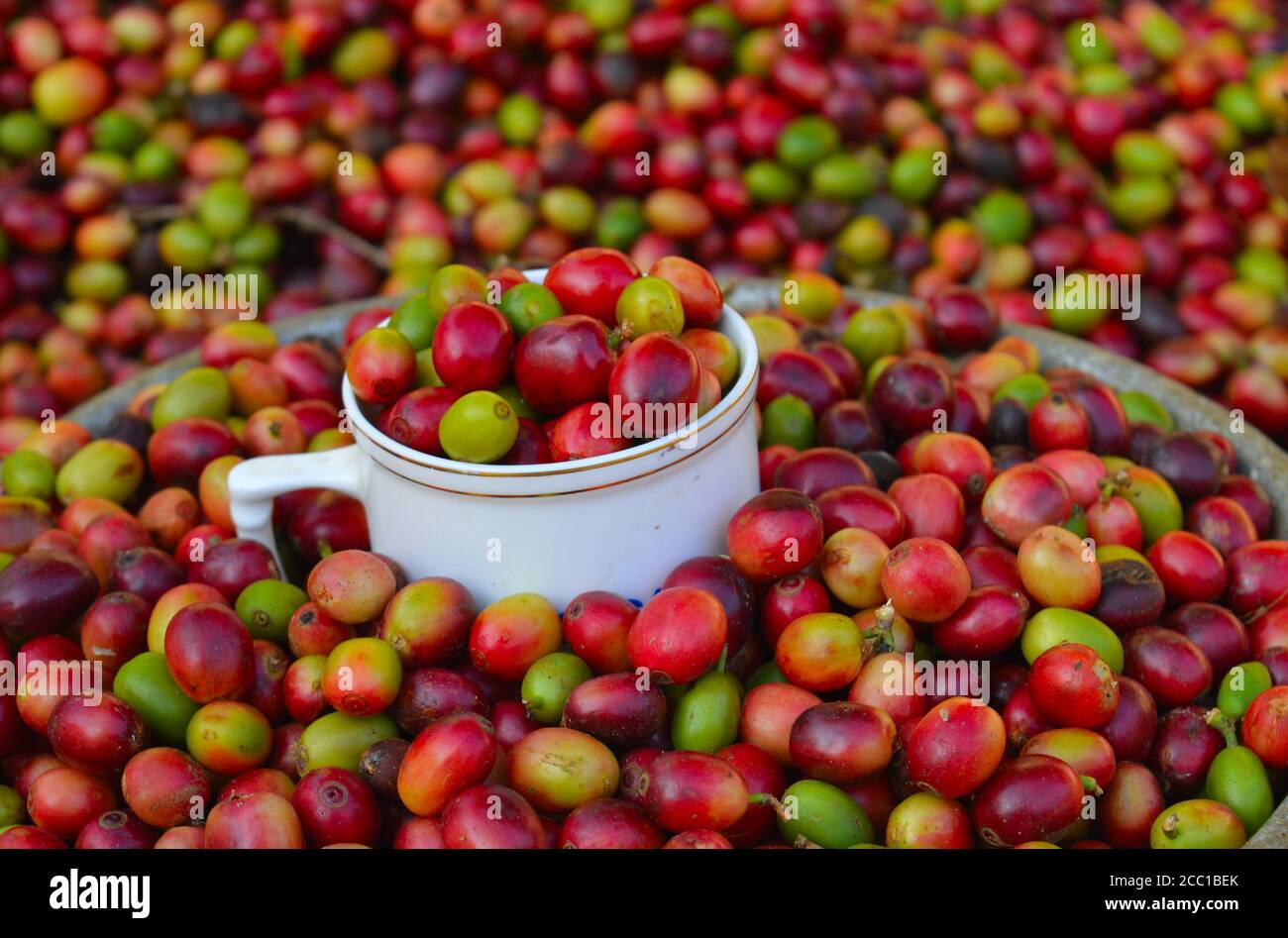 image of harvested coffee berries. the industrial process of converting