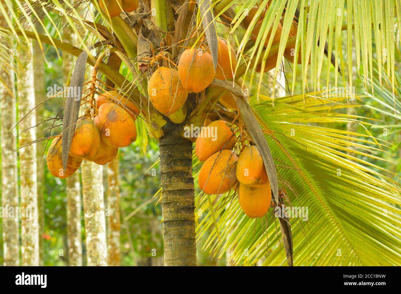 King coconut (Cocos nucifera) is a variety of coconut, native to Sri