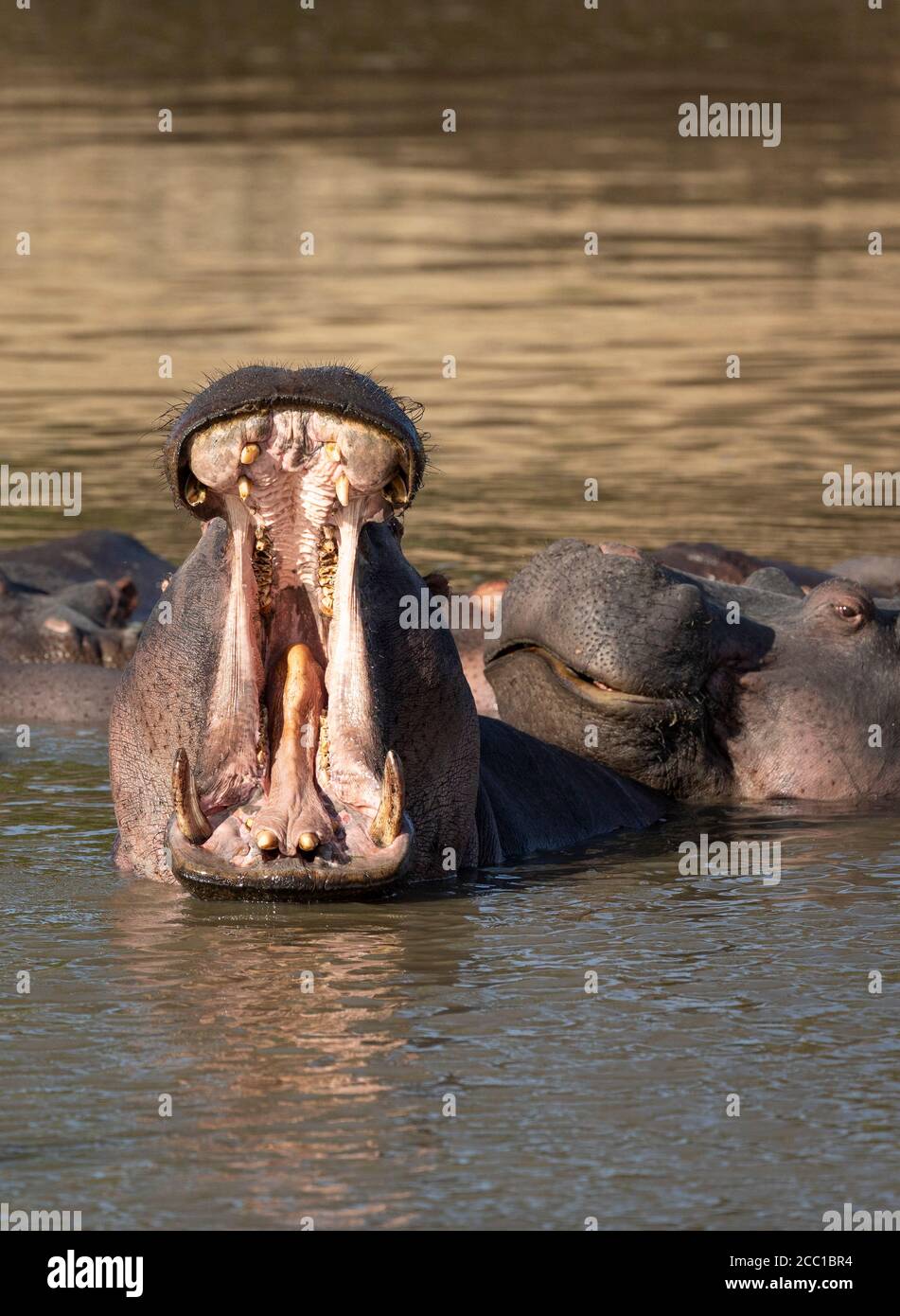 Pod of hippos resting in water with one hippo having a big yawn in Kruger Park South Africa Stock Photo