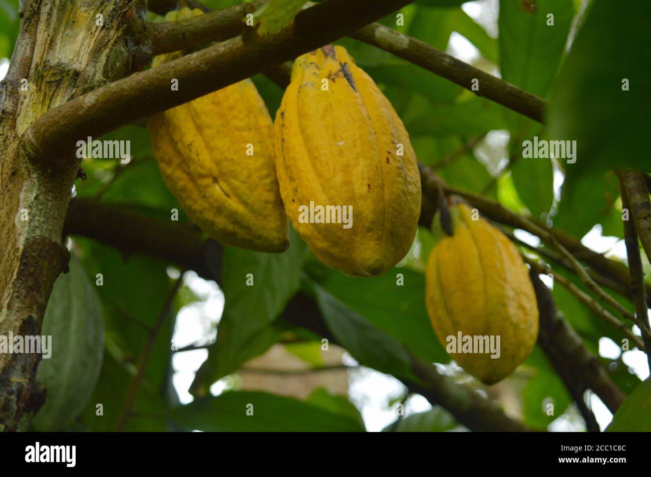 The cocoa bean or simply cocoa, which is also called the cacao bean or cacao, is the dried and fully fermented seed of Theobroma cacao, from which coc Stock Photo