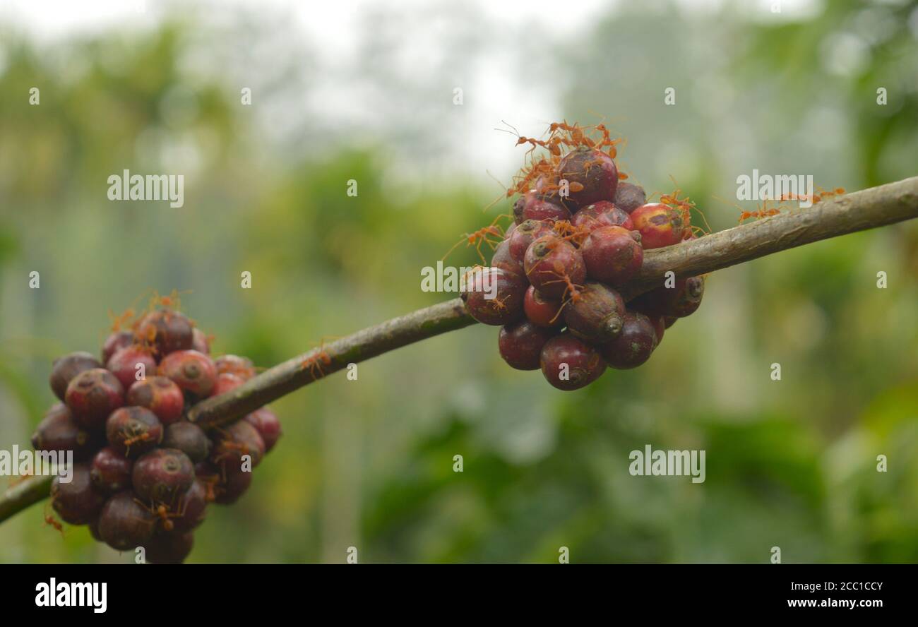 Weaver ants on coffee berries. Weaver ants live on coffee trees and are