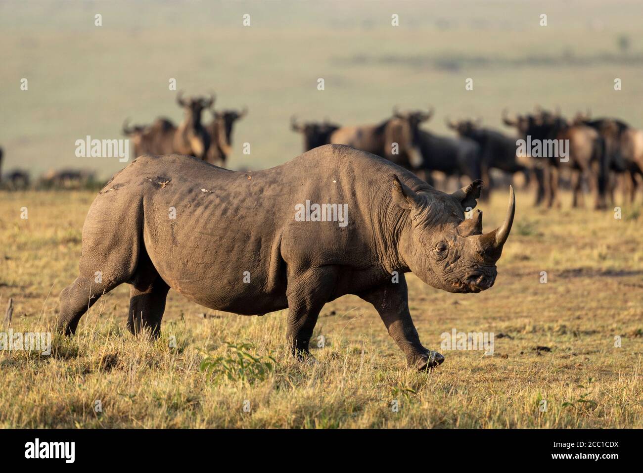 Black rhino walking in the afternoon sunlight with a herd of wildebeest watching him in the background in Masai Mara Kenya Stock Photo