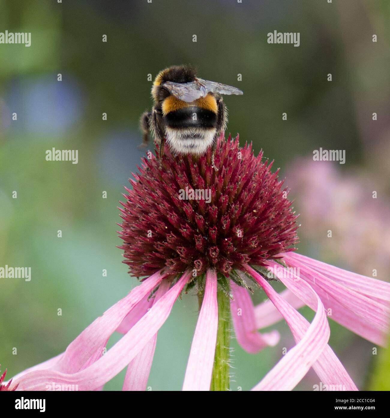 Bumble bee collecting pollen from an Echinacea, whose flowers have a