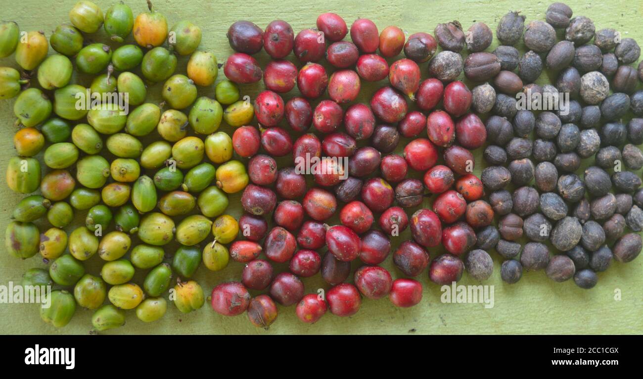 image of harvested coffee berries. the industrial process of converting the raw fruit of the coffee plant into the finished coffee. The coffee cherry Stock Photo