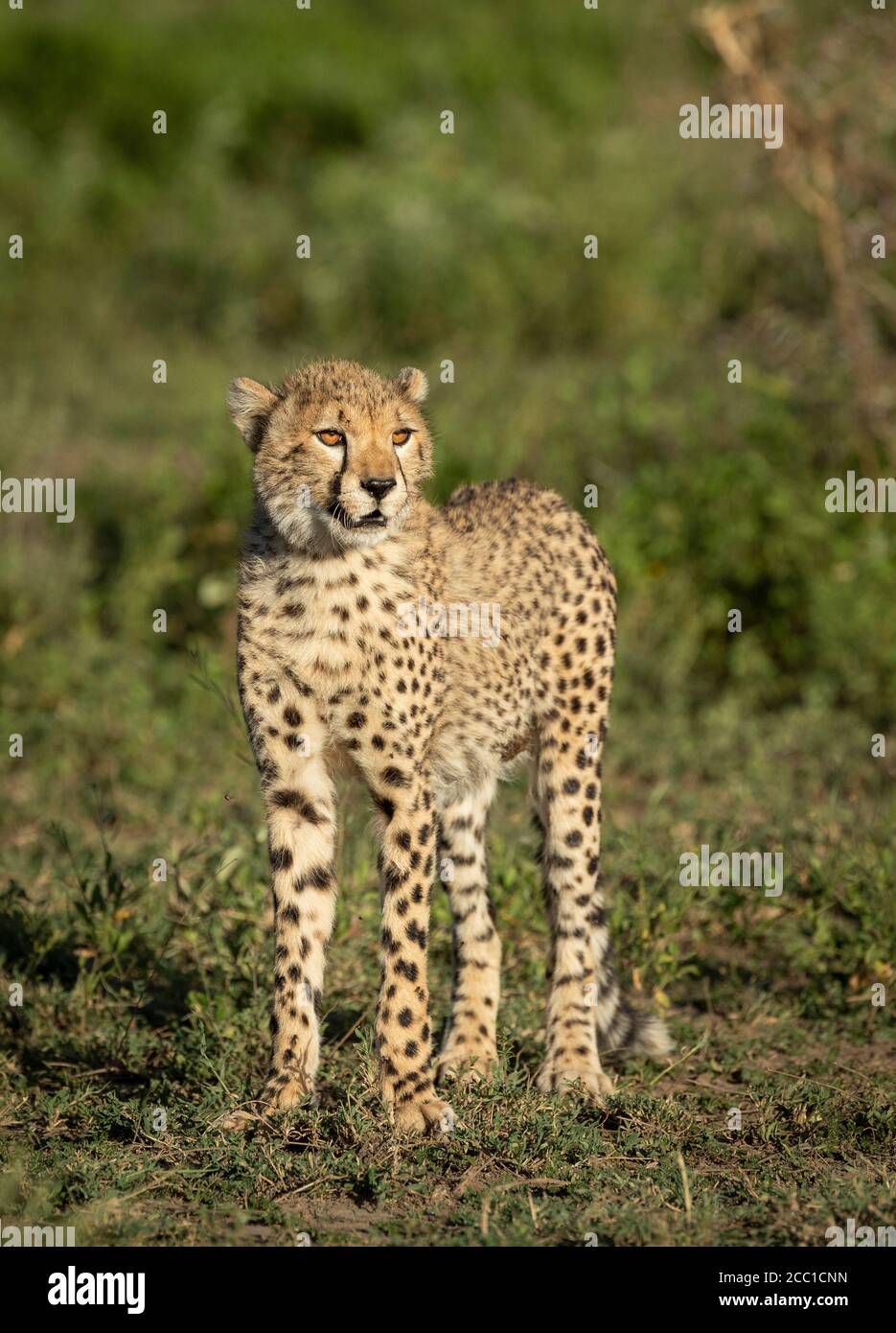 Vertical portrait of a beautiful juvenile cheetah looking into the sun standing amongst green bush in Ndutu Tanzania Stock Photo