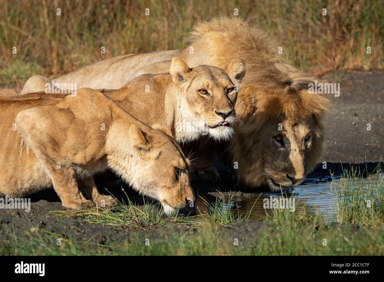Male lion and two female lionesses crouching down to lower level to drink water in late afternoon sun in Ndutu Tanzania Stock Photo