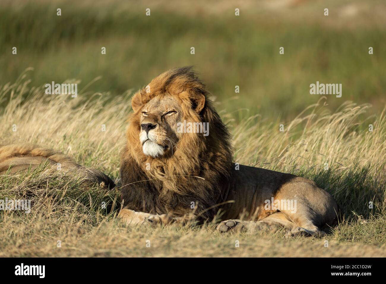 Male lion lying down in tall grass watching the sunset with green  background in Serengeti plains in Tanzania Stock Photo - Alamy