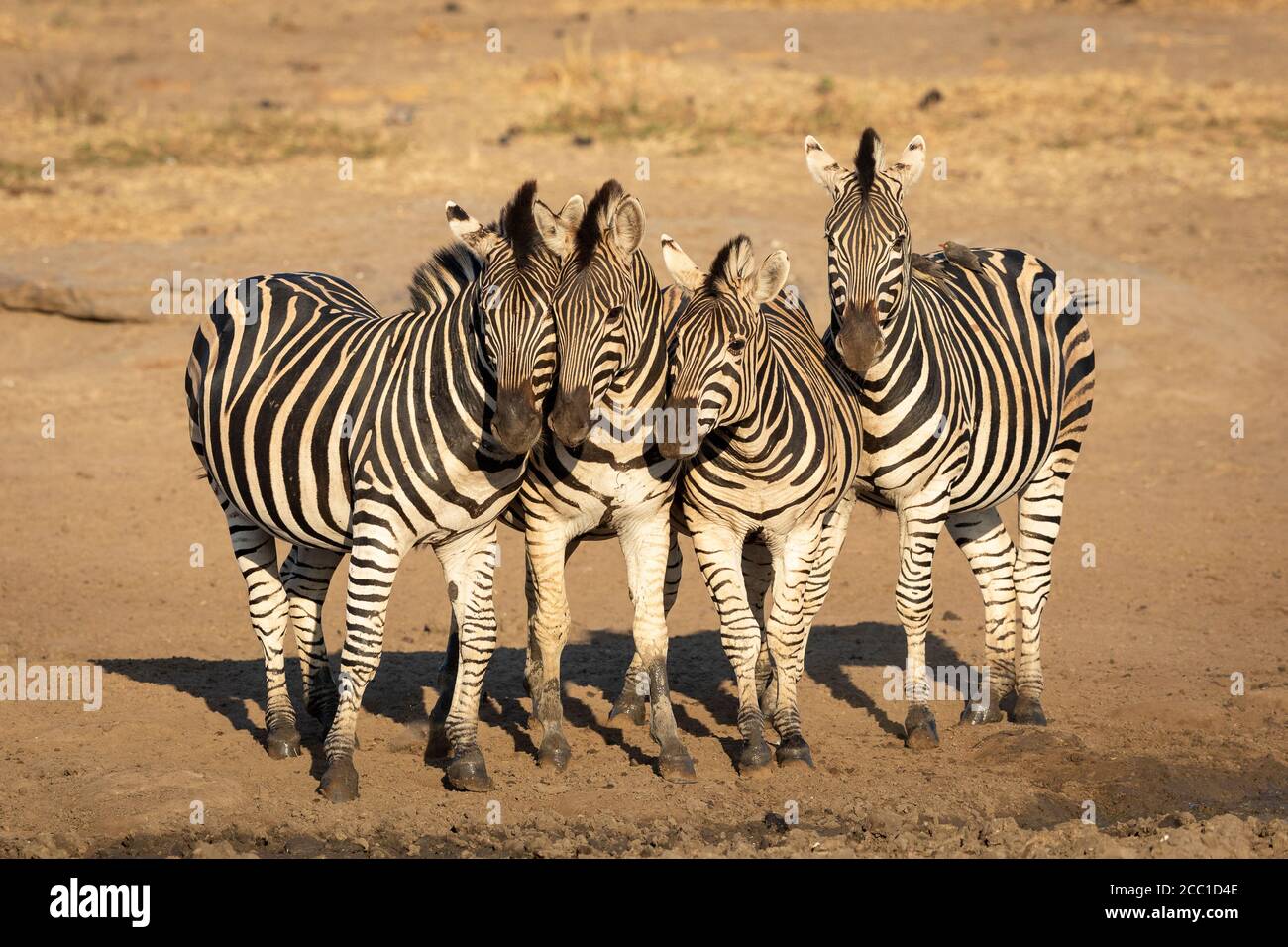 Burchell's zebra dazzle standing side by side in sandy riverbed in Kruger Park South Africa Stock Photo